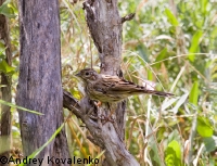 ���������� �������